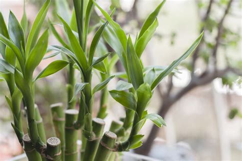 招桃花的植物|風水植物｜不只富貴竹！7款招財/招桃花植物推介+不可不知風水 